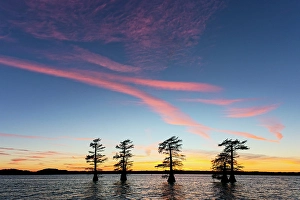 Images Dated 17th January 2024: Stand of bald cypress trees, silhouetted at sunset, Caddo Lake, Texas