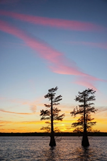 Images Dated 17th January 2024: Stand of bald cypress trees, silhouetted at sunset, Caddo Lake, Texas