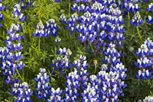 Images Dated 9th May 2010: Stand of lupine wildflowers at Big Sur, California, USA