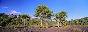 Panorama Prints: Stand of Monkey Puzzle trees (Araucaria araucana) on lava flows Conguillo National Park