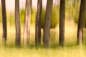 Images Dated 7th May 2011: A stand of trees in Fall, textured and blurred