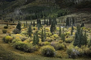 Stand of willows and evergreen trees below hillside of aspen trees