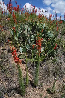 Images Dated 21st May 2018: Standing cypress (Ipomopsis rubra) or Texas plume on roadside