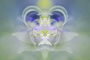 Iris Prints: Star of Bethlehem