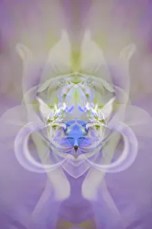 Images Dated 1st January 2022: Star of Bethlehem and Iris in background