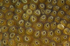 Quintana Roo Prints: Star Coral Polyp Detail (Montastraea sp. ), Puenta Gruesa, Sian Ka an Biosphere Reserve