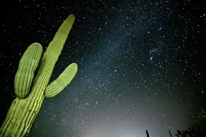 Star filled night sky with saguaro cactus over Organ Pipe Cactus National Monument