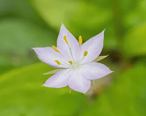 Images Dated 14th October 2021: Star flower