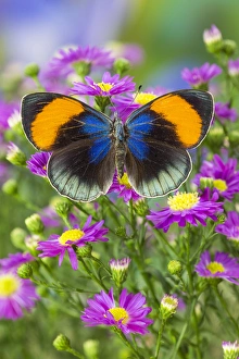 Butterfly Prints: The star sapphire butterfly, callithea saphira