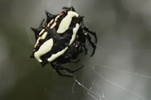 Galapagos Prints: Star Spider (Gasteracantha servillei) Puerto Ayora