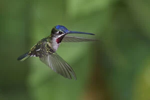 Trinidad Gallery: Star-throated Hummingbird