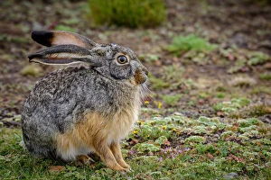 Ethiopia Collection: Starcks Hare (Lepus starcki). Bale Mountains National Park. Ethiopia