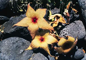 Discovery Prints: Starfish flowers, Hawaii