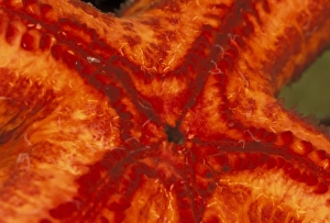 Feet Prints: Starfish mouth