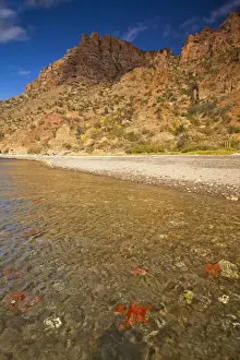 Pebble Prints: Starfish along the shoreline of Isla Carmen in the Gulf of California near Loreto Mexico