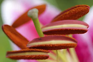 Stargazer lily