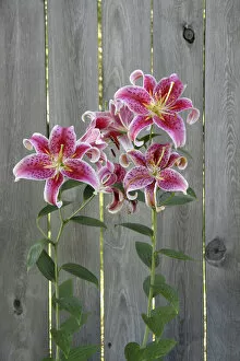 Stargazer Lily by Rustic Fence