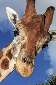 Tall Prints: Staring giraffe