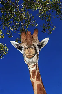 Tall Prints: Staring giraffe