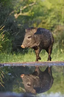 Brush Prints: Starr co. south Texas, USA, Collared Peccary (Pecari tajacu) adult reflected in pond