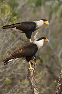 Images Dated 3rd April 2008: Starr Co. Texas, USA, Crested Caracara (Caracara cheriway) pair, adults