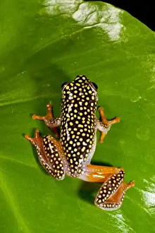 Images Dated 20th August 2011: Starry Night Reed Frog - Heterixalus alboguttatus - Native to Madagascar Habitat