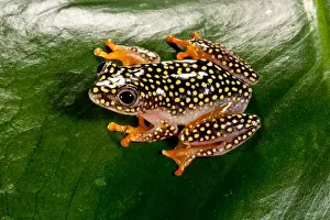 Vertebrate Prints: Starry Night Reed Frog - Heterixalus alboguttatus - Native to Madagascar Habitat