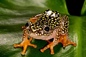 Images Dated 20th August 2011: Starry Night Reed Frog - Heterixalus alboguttatus - Native to Madagascar Habitat