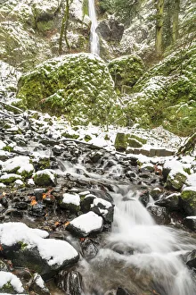 Moss Prints: Starvation Creek near Sandy, Columbia Gorge National Scenic Area, Oregon, USA