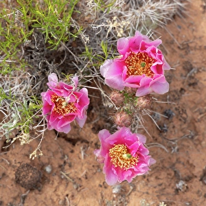 Images Dated 12th September 2024: Starvation Pricklypear cactus, Alcove Nature Trail