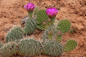 Images Dated 12th September 2024: Starvation pricklypear cactus, Mesa Arch Trail, Canyonlands National Park, Utah, US