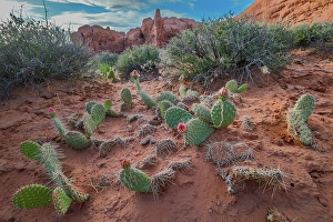 Images Dated 12th September 2024: Starvation Pricklypear Cactus, The Windows, Arches National Park, Utah, US