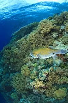 Stary Puffer fish, Scuba Diving at Tukang Besi / Wakatobi Archipelago Marine Preserve