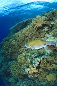 Sulawesi Prints: Stary Puffer fish, Scuba Diving at Tukang Besi / Wakatobi Archipelago Marine Preserve