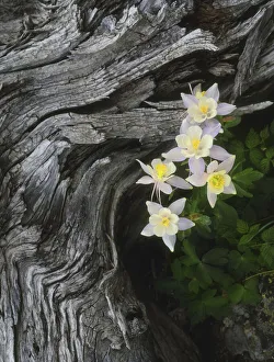 State Flower Prints: The state flower of Colorado, the columbine, blooms all summer in the Rocky Mountains