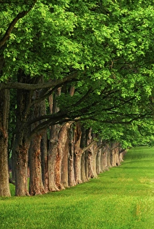 Images Dated 12th January 2011: Stately row of trees, Louisville, Kentucky