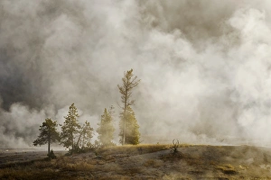 Images Dated 13th October 2017: Steam around trees, Upper Geyser Basin, Yellowstone National Park, Montana / Wyoming