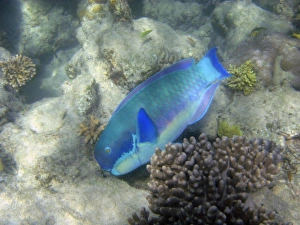 Snorkeling Prints: Steephead Parrotfish ( Chlorurus microrhinos )