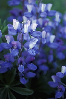 Yukon Prints: Steese Highway, AK. Arctic Lupine, Lupinus arcticus. White Mountains