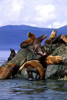 Stellar Prints: Stellar sea lions Alaska; USA