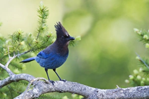 Stellars Jay