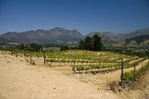 Images Dated 29th September 2006: Stellenbosch, South Africa. Here in Stellenbosh, their vineyards produce some of SAs best