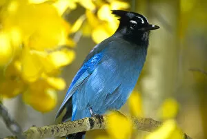 Images Dated 17th October 2005: Steller Jay in autumn aspen trees