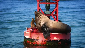 Mammals Prints: Steller sea lion (Eumetopias jubatus) on harbor buoy, Ventura, California USA