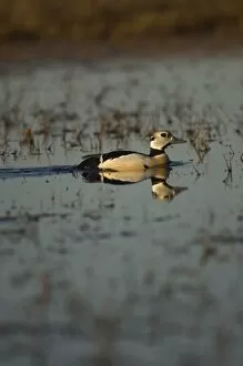 Images Dated 13th June 2006: stellers eider, Polysticta stelleri, (endangered) male on a freshwater lake
