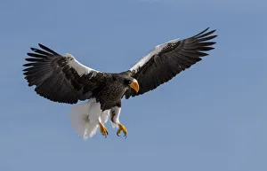 Powerful Prints: Stellers Fish Eagle flying. Wintering on the Shiretoko Peninsula, Hokkaido, Japan