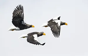 Stellers Fish Eagle flying. Wintering on the Shiretoko Peninsula, Hokkaido, Japan