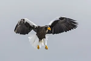 Stellers Fish Eagle flying. Wintering on the Shiretoko Peninsula, Hokkaido, Japan
