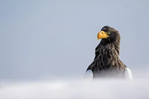 Images Dated 26th February 2016: Stellers Fish Eagle wintering on the Shiretoko Peninsula, Hokkaido, Japan
