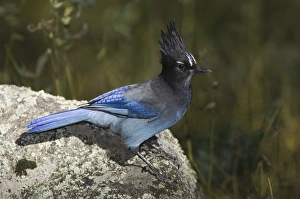 Full Body Prints: Stellers Jay, Cyanocitta stelleri, adult, Rocky Mountain National Park, Colorado